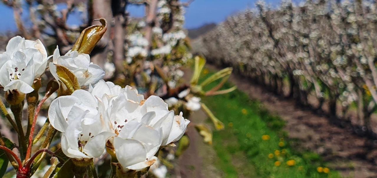 Hoeve Cobelli Noorbeek Ngoại thất bức ảnh